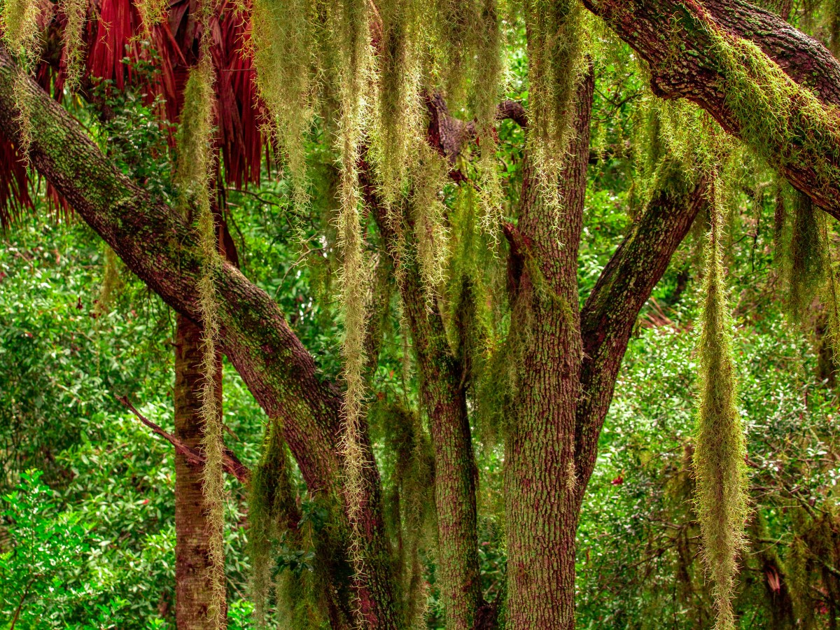 The Famous Trees of Florida Road Trip: 11 Can’t-Miss Natural Wonders for Your RV&nbsp;Adventure